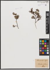 Foto von Salix aurita L. x Salix repens L.